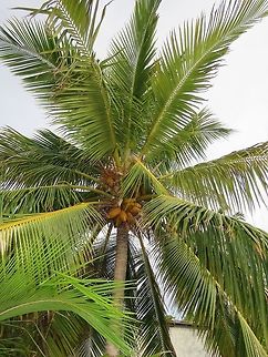 Cocos nucifera (Coconut Palm)